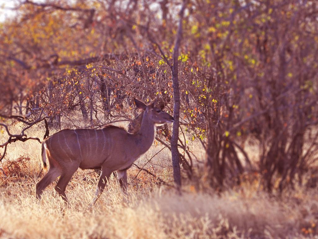 Dinkweng Safari Lodge The Waterberg Biosphere Exterior photo